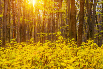 Photo of orange autumn forest with leaves