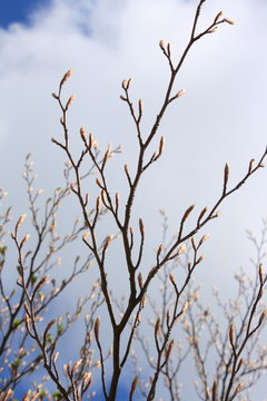 bud of beech tree in spring