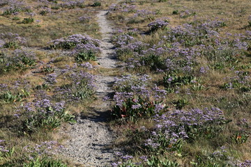 Le sentier des lavandes de mer.