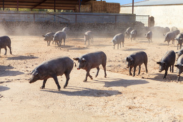 Iberian pigs