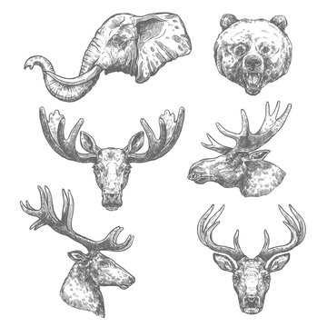 Animal sketch set of african and forest mammal