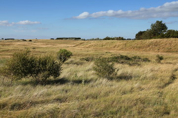 L'or de la Manche.