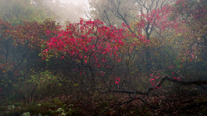 Red-leafed bush in the forest on a misty autumn morning at High Point State Park, New Jersey