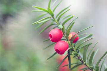 przyroda detal - czerwone trujące owoce cisu © agarianna