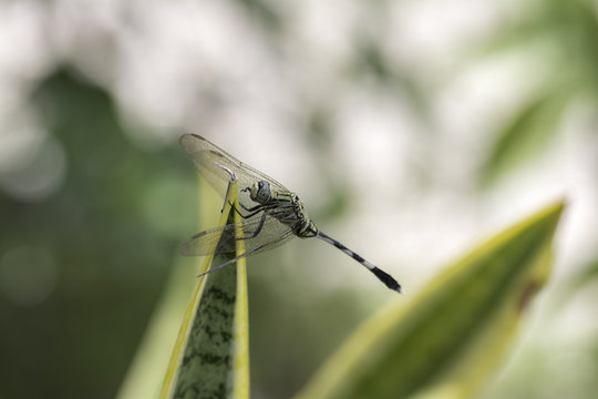 Dragonfly perched on dry leaf