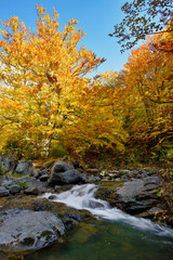 Fototapeta na wymiar Autumn waterfall and creek woods with yellow trees foliage and rocks in forest mountain