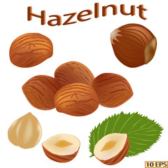 Hazelnut, filbert, hazel, cobnut. Hazelnut isolated on white background. Cobnut in realistic style. Vector illustration.