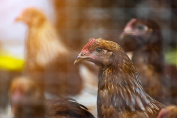 Hens and Eggs Chickens in farm.