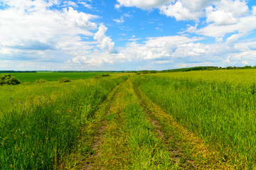 Fototapeta na wymiar Country road among green grass in Russia