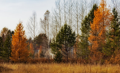 russian autumn