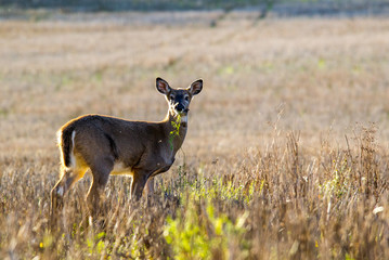 Deer surprised at dinner table