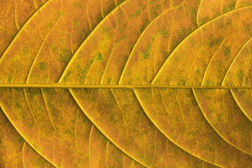 Photo filters Texture leaves abstract background.