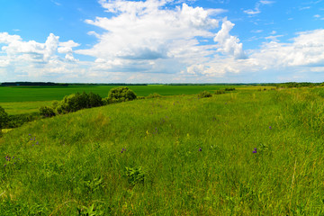 wild nature of Russia in summer in July