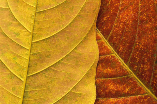 Photo filters Texture leaves abstract background.