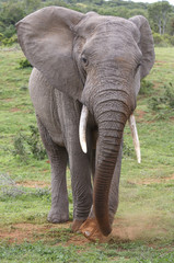 Fototapeta premium African Elephant Scraping Grass Together to Eat