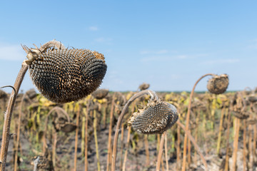 Sunflower field