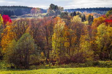 Jesienny kolorowy las, w okolicach Arłamowa. 