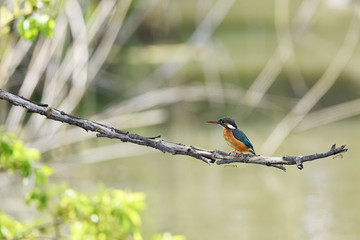 止まり木のカワセミ
