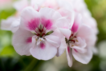 pink and white flowers 