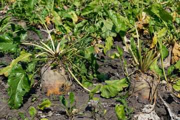 Sugar beets