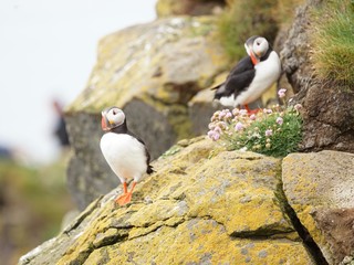 Papageientaucher an den Klippen von Latrabjarg - Westfjorde / Island