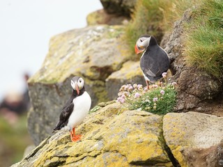 Papageientaucher an den Klippen von Latrabjarg - Westfjorde / Island