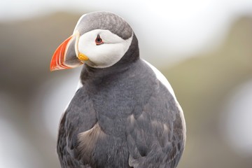 Papageientaucher an den Klippen von Latrabjarg - Westfjorde / Island