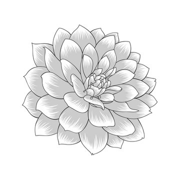 Abstract monochrome floral background. Vector flower dahlia. Element for design.