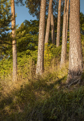  Pine trees on hill, bright Sunny day