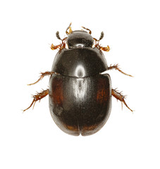 Dung loving Water Beetle on white Background  -  Sphaeridium sp.