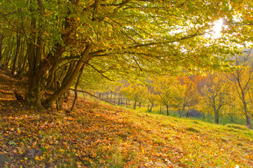     Sunny autumn landscape with golden trees in countryside 