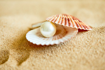 shell with a pearl