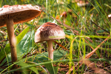Mushrooms growing in grass. Gathering mushrooms. Mushroom photo.