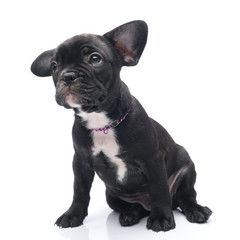 Black Brindle French bulldog puppy siting on white background