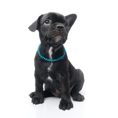 Fototapeta premium Black Brindle French bulldog puppy siting on white background