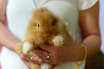 brown rabbit on hand of woman who wear white shirt