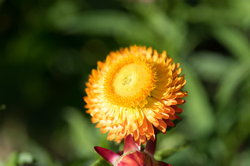 Beautiful yellow flower blossom with green background