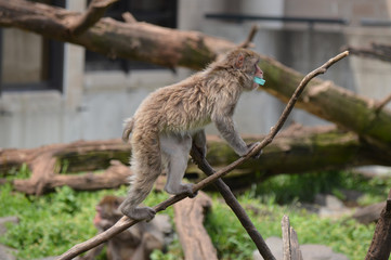 Snow Monkey in the outdoors