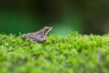 Iberian frog (Rana iberica)