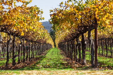 Rows of Fall Grape Vines