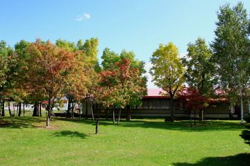 Autumn scenery of park in Sapporo