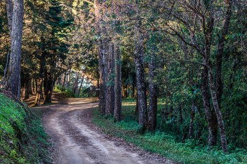 Lonely Road Path in forest 