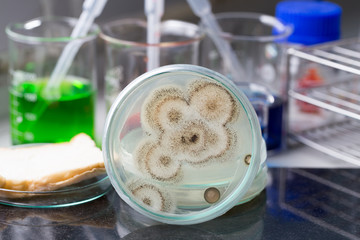 Testing Fungus from bread in Petri dishes and medicine for education in laboratories.