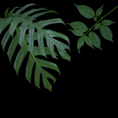 Naklejka na ściany i meble plant tropical leaves jungle, dark green foliage isolated on black background. Clipping path