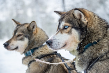 Husky dog close-up, Lapland, Finland