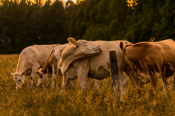 Cow in sunset licking