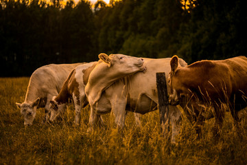 Cows in sunset licking