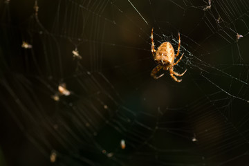 Spider on the web