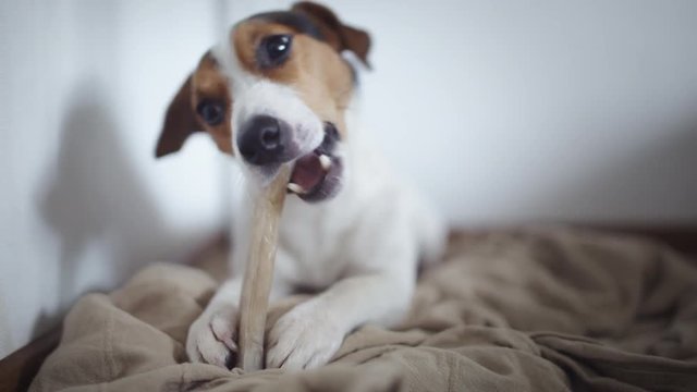 Cute dog breed Jack Russell terier lying on floor and gnaw bone.