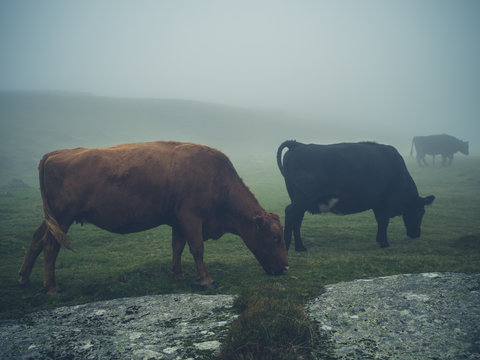 Cows in the fog on the moor